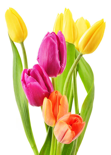 istock Bouquet of tulips isolated on white background 178409491