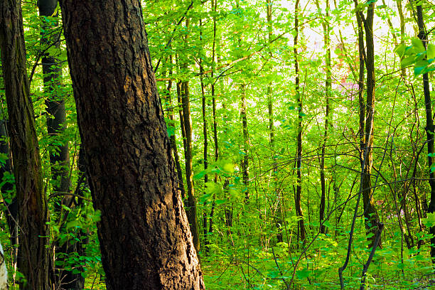 alberi - foto stock