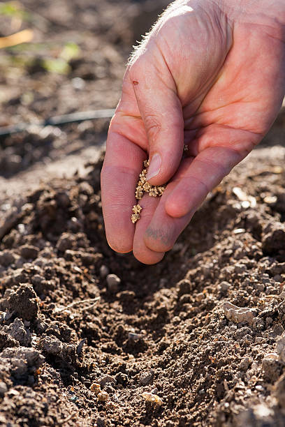 istock Male planting seeds in fresh soil 178409502