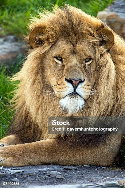 Lion Stock Photo - Download Image Now - Achievement, Animal Wildlife, Animals Hunting