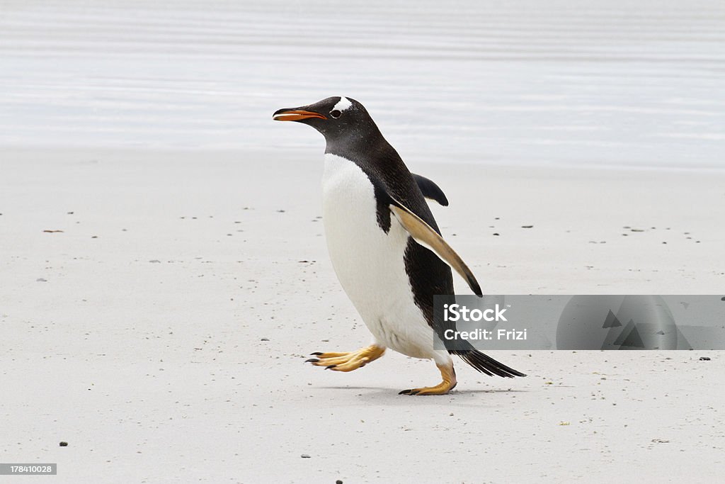 Pingüino gentú, las Islas Malvinas - Foto de stock de A ver pájaros libre de derechos