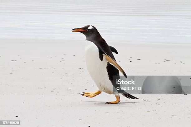 Pingüino Gentú Las Islas Malvinas Foto de stock y más banco de imágenes de A ver pájaros - A ver pájaros, Adulto, Alerta