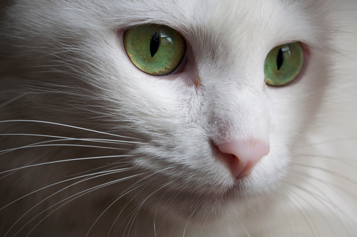 White Turkish Angora Cat with Green Eyes Detail. Macro Photography in Milano, Italy