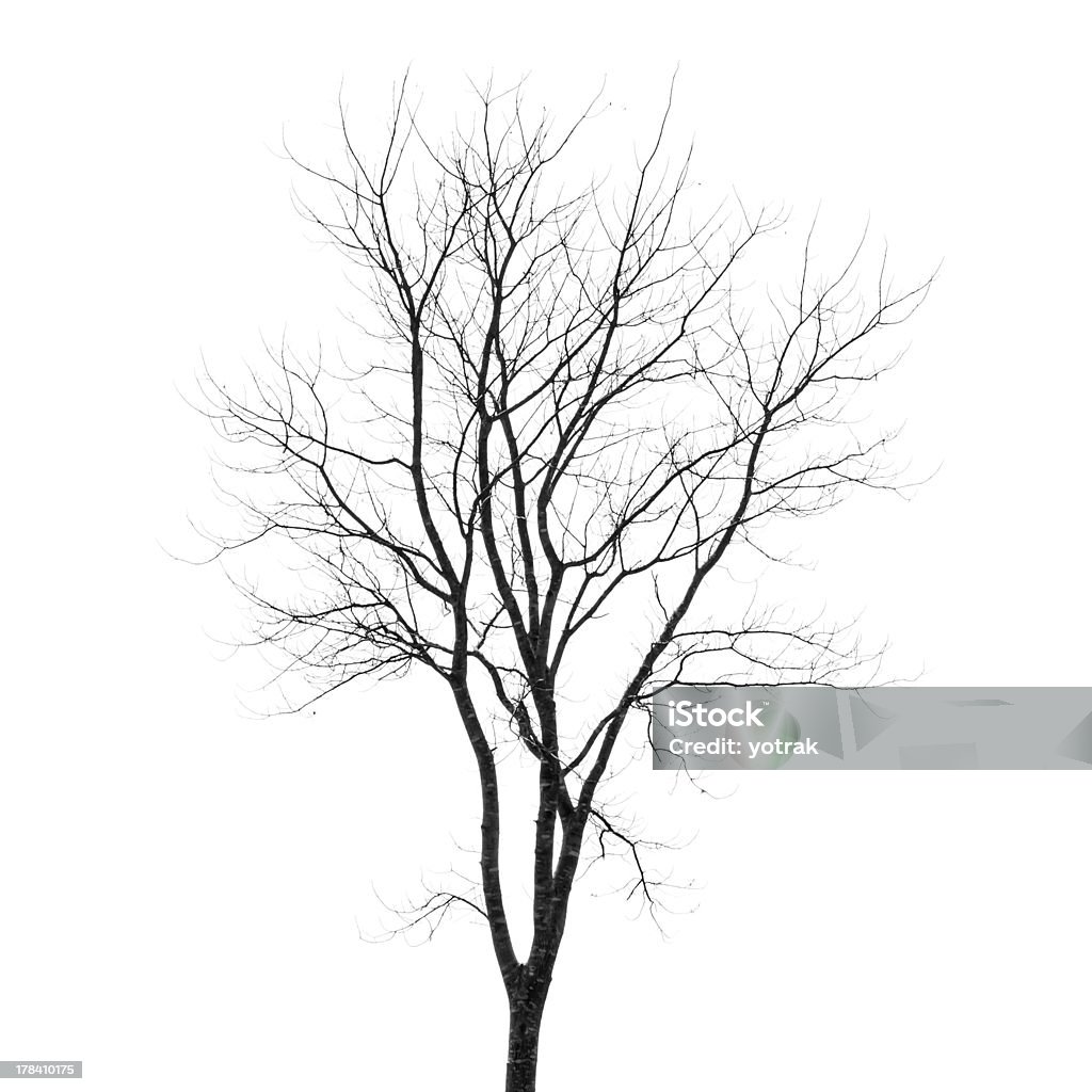 Branches of dead tree Tree Isolated On White Branch - Plant Part Stock Photo