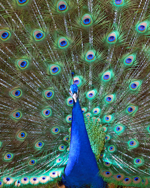Peacock Vertical stock photo