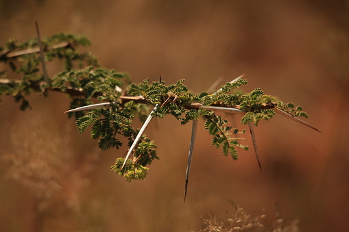 camelthorn branch with long spines, nice brown background