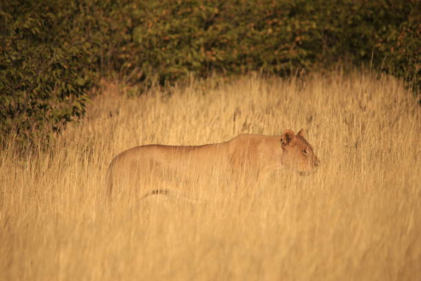 istock lioness in the grass 1784103489