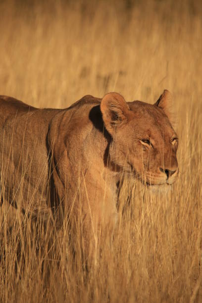 istock lioness in the grass 1784103547