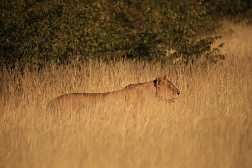 a lioness merges with the surrounding dry grass