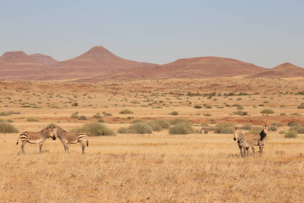 istock zebras in the savannah 1784104096