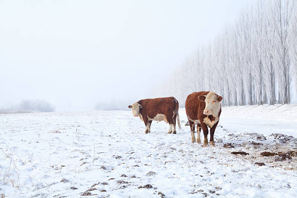 two cows on winter pasture stock photo