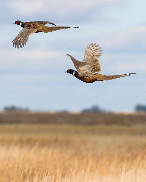 Rooster pheasants flying over open field
