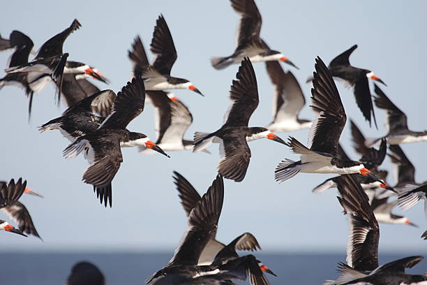 Flock of Black Skimmers (Rynchops niger) in flight over the ocean