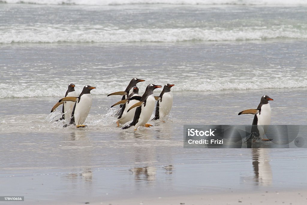 Gentoo penguins waddle sul mare - Foto stock royalty-free di Acqua