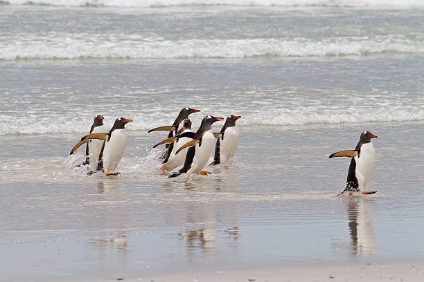 gentoo ペンギンワドルの海 - penguin walking water adult ストックフォトと画像