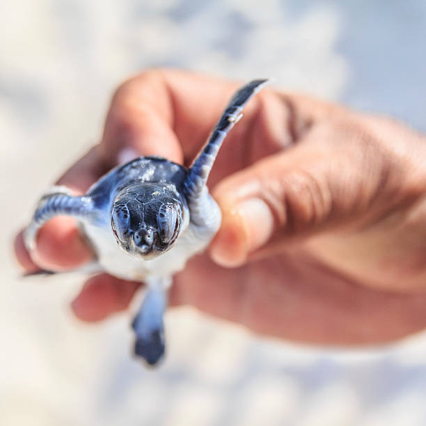 tartaruga marinha bebé em hand.square. - sea turtle square shape square endangered species imagens e fotografias de stock