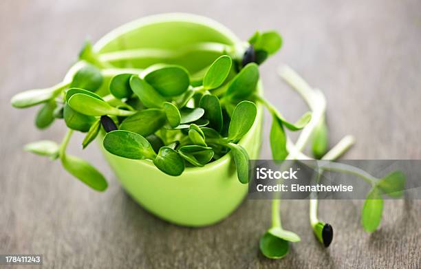 Green Sunflower Sprouts In A Cup Stock Photo - Download Image Now - Bud, Bunch, Close-up