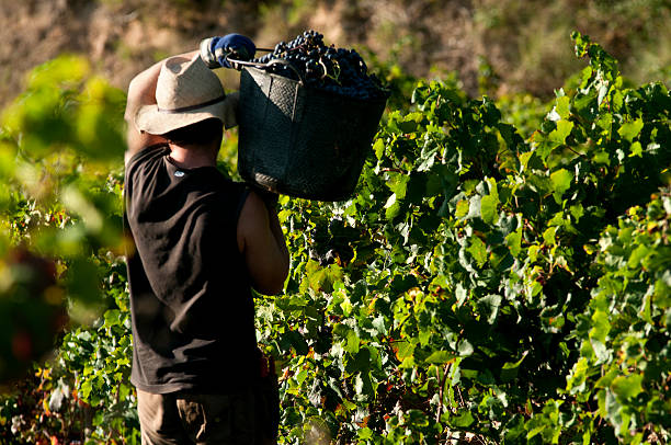 Manual harvest of red grapes Man taking red grapes in a vineyard, Catalonia, Spain field workers stock pictures, royalty-free photos & images