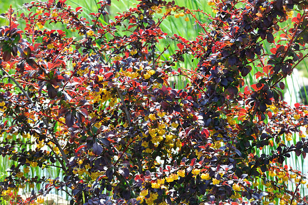 istock Background from branches of  bush with red leaves . 178411682