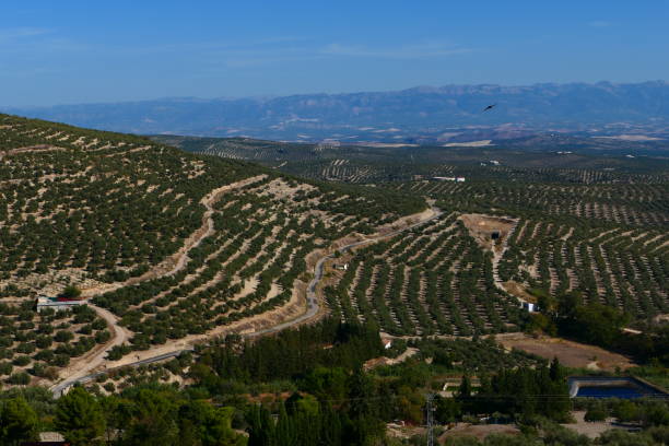istock Olive growing, surroundings of Ubeda, Andalusia 1784117770