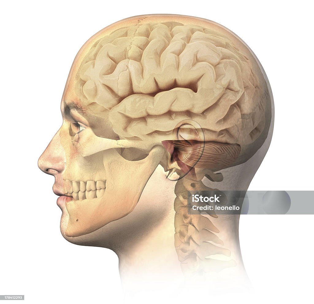 Male human head with skull and brain in ghost effect. Male human head with skull and brain in ghost effect, side view. Anatomy image, on white background, with clipping path. Three Dimensional Stock Photo