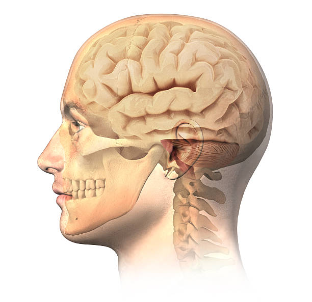 Male human head with skull and brain in ghost effect. Male human head with skull and brain in ghost effect, side view. Anatomy image, on white background, with clipping path. 3d human muscle stock pictures, royalty-free photos & images