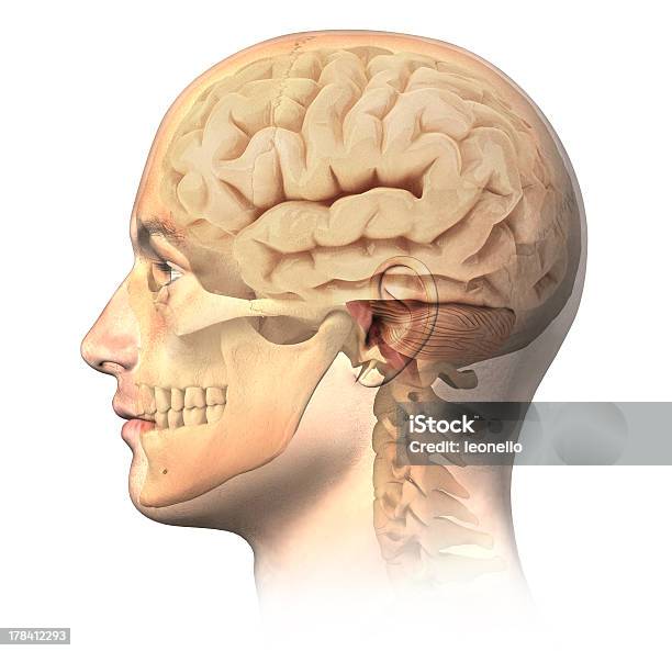 Male Human Head With Skull And Brain In Ghost Effect Stock Photo - Download Image Now