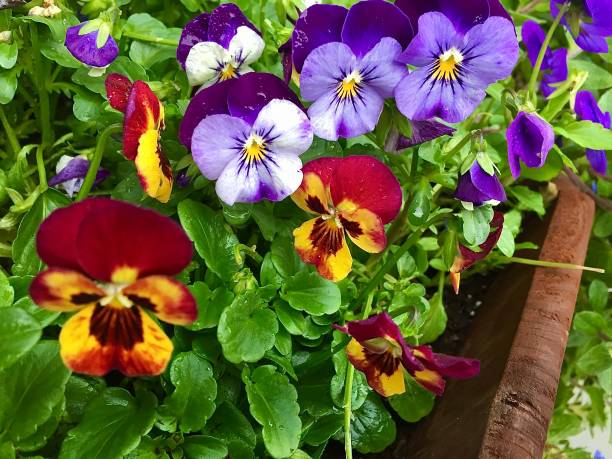 istock Colorful array of pansies in a planter adorning a stony background, 1784126141