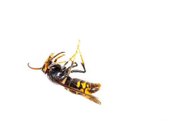 istock Dead asian hornet macro in white background 1784126237