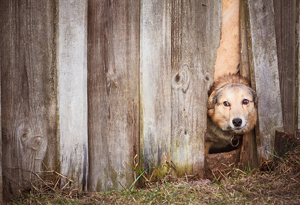 istock Angry Dog Look At Outside 178412831