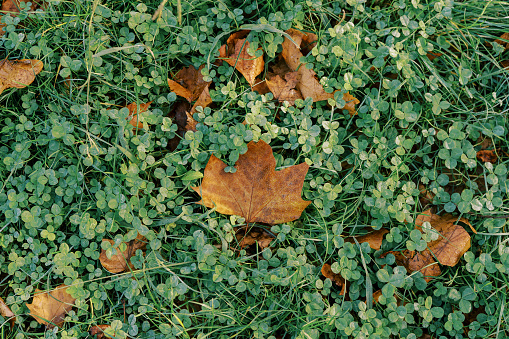 Fallen dry maple leaves on green clover grass. High quality photo