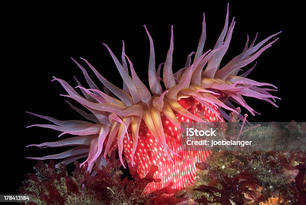 Rotmeeranemone Stockfoto und mehr Bilder von Bunt - Farbton - Bunt - Farbton, Farbbild, Fotografie