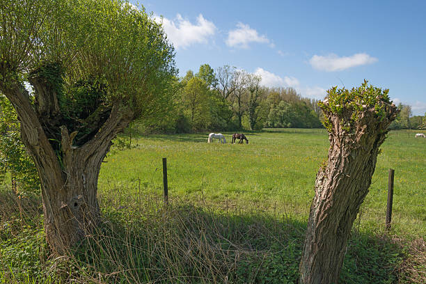 istock Two horses in a sunny meadow 178413275