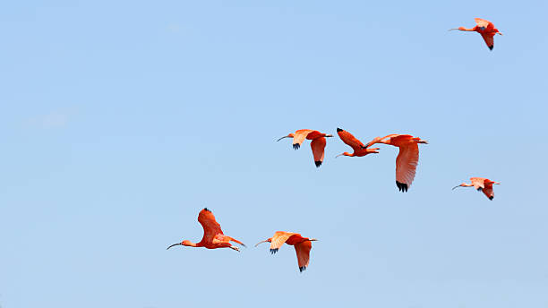 scarlet アイビス、eudocimus ruber - scarlet ibis ストックフォトと画像