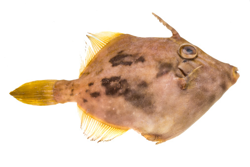 Fish Pesce San Pietro