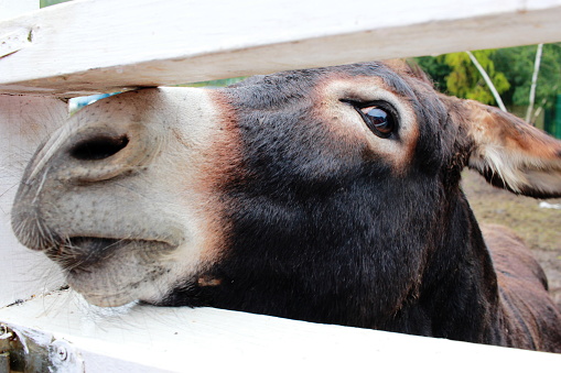 A close-up photo of a donkey's head. Zoo. Village life. The act of pets. Donkey care.
