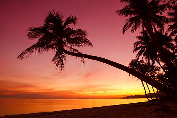 istock Tropical sunset with palm trees silhouette 178413570