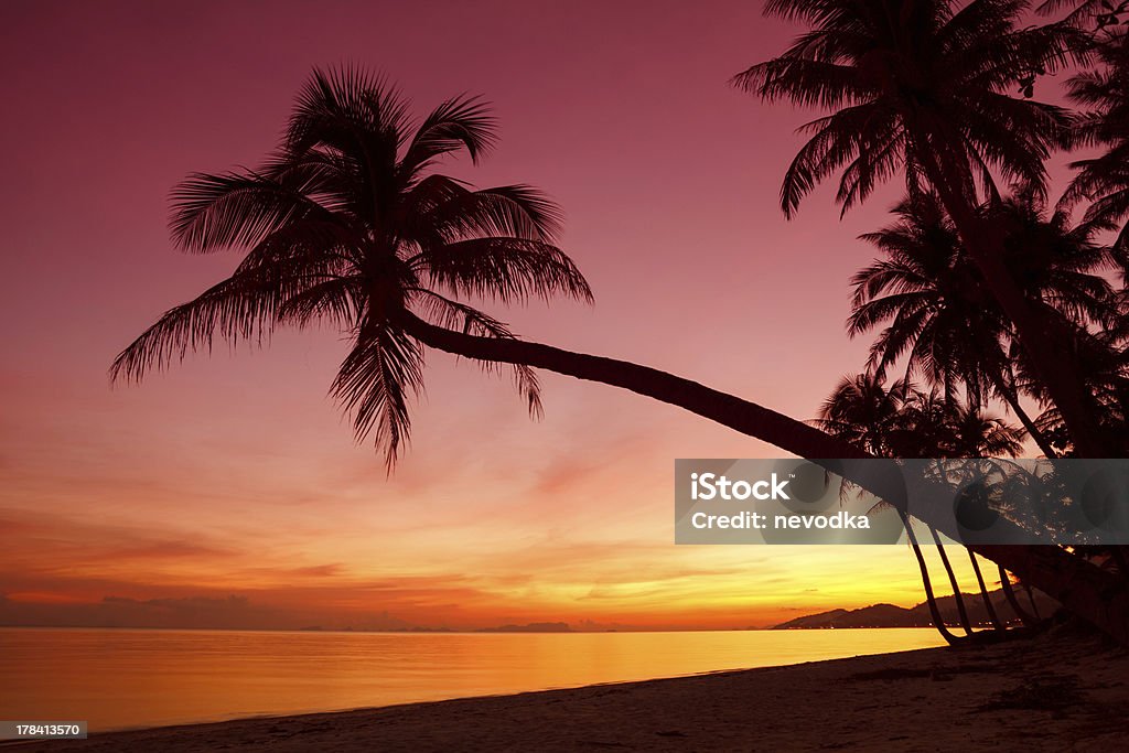 Tropical sunset with palm trees silhouette Tropical sunset with palm trees silhouette at beach Asia Stock Photo