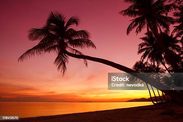 Tropical Sunset With Palm Trees Silhouette Stock Photo - Download Image Now - Asia, Beach, Coastline