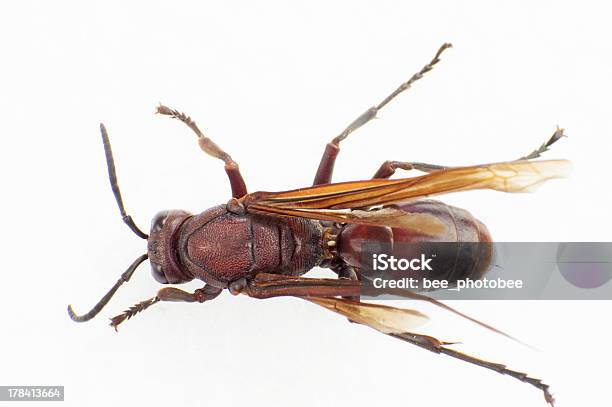 Red Bee Stock Photo - Download Image Now - Animal, Animal Body Part, Animal  Wildlife - iStock