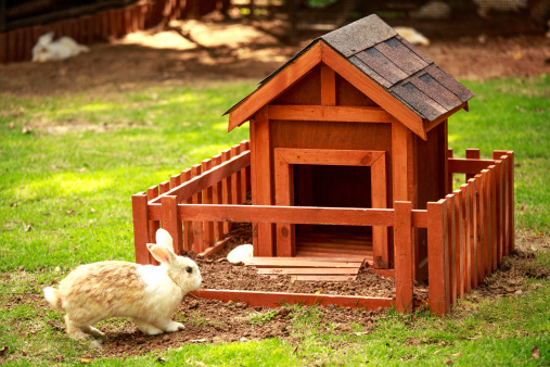 Rabbit in front of the hutch