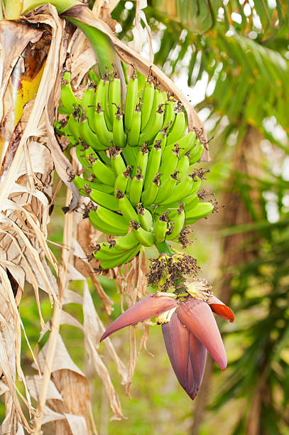 istock Bunch of Bananas 178413955