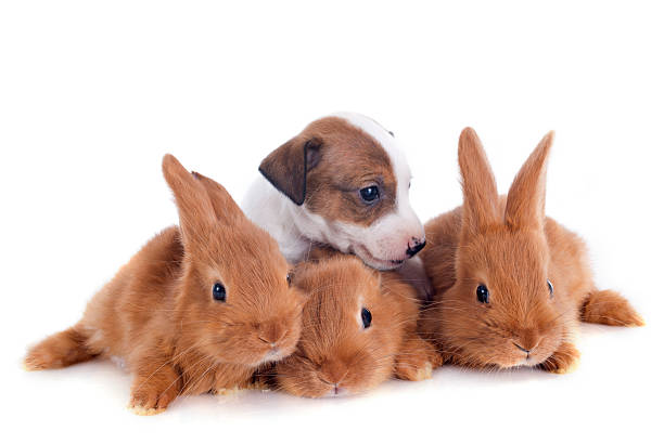 istock bunnies and puppy 178413975
