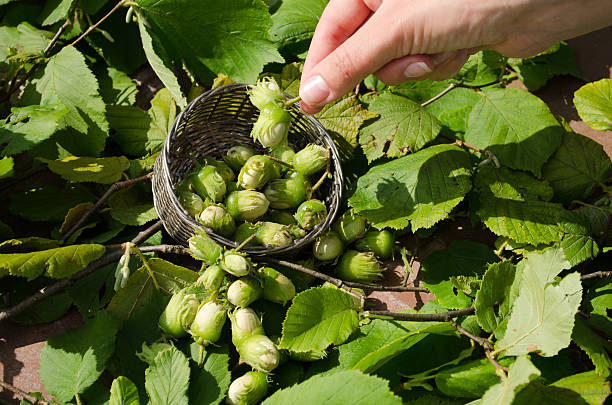 istock hazel nut wicker metal dish woman hand hold nut 178414031