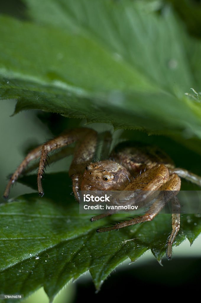 Spider w zakładzie - Zbiór zdjęć royalty-free (Arachnofobia)