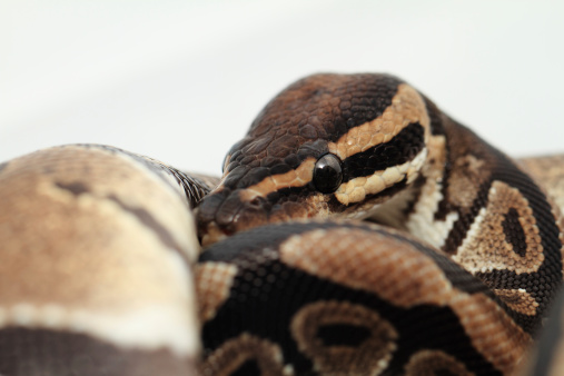 Ball Python Close Up Stock Photo - Download Image Now - Animal, Animal ...