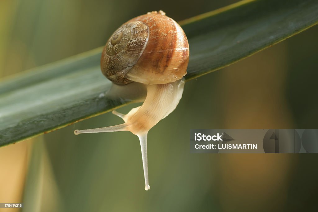 Escargot - Photo de Escargot libre de droits