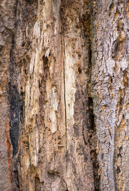 istock texture, old wood and natural decay 1784142263