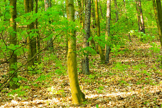 Vert arbres - Photo