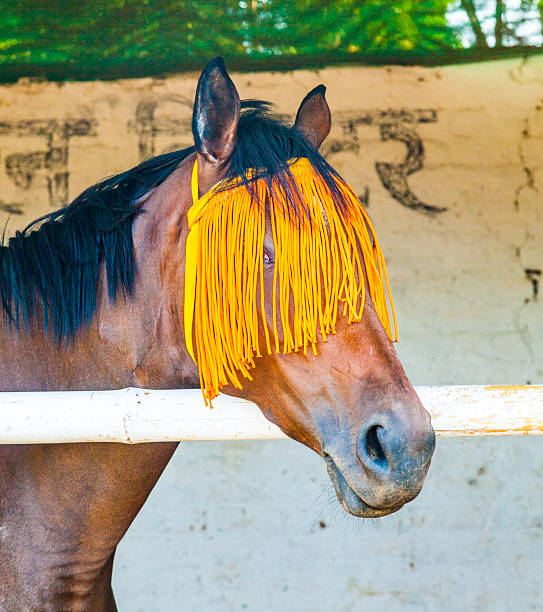 istock portrait of horse with orange horse-gear 178415028